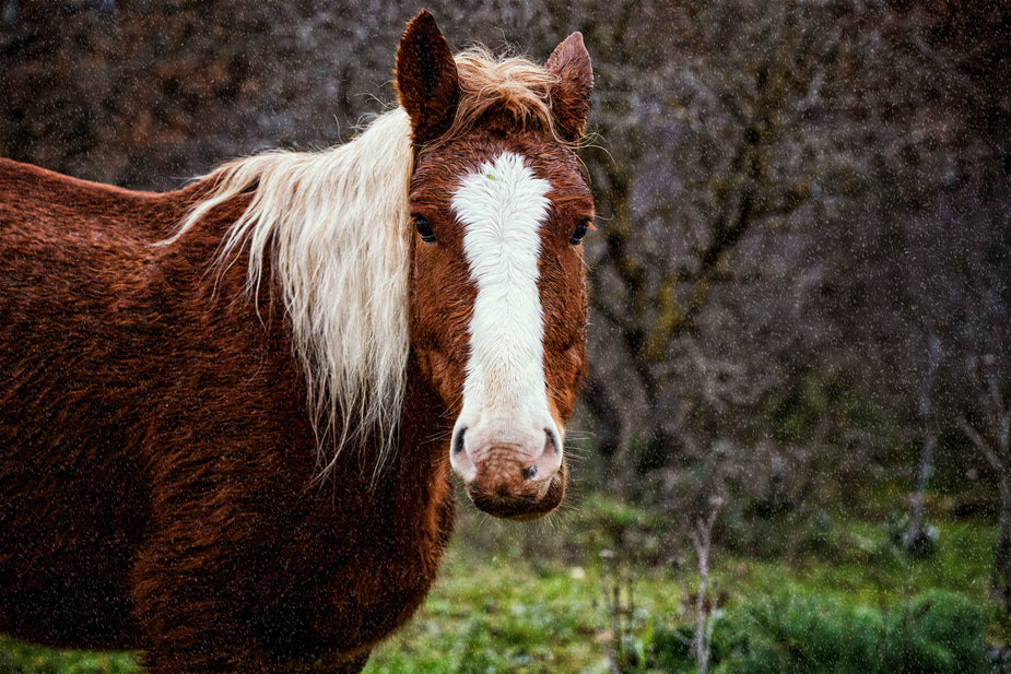Cheval bai à liste blanche debout dans un pré sous la pluie